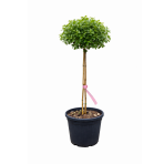 Myrta krepová (Lagerstroemia Indica) ´HOPI´ - výška 60-80 cm, kont. C7L (-15°C) NA KMIENKU